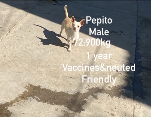 PEPITO FROM MEXICO - Chihuahua available for adoption