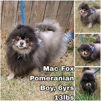 Mac Fox - Photo 1