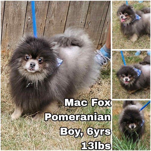 MAC FOX - Pomeranian available for adoption