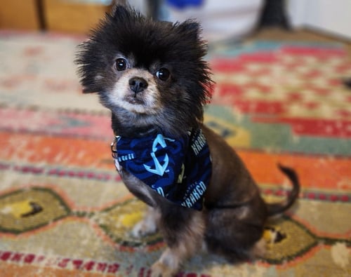 MAC FOX - Pomeranian available for adoption