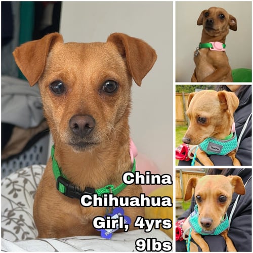 CHINA FROM MEXICO - Chihuahua available for adoption
