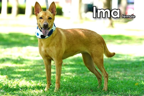 IMA FROM TAIWAN - Mountain Dog available for adoption