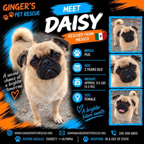 DAISY FROM MEXICO - Pug available for adoption