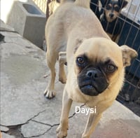 Daisy from Mexico - Photo 3