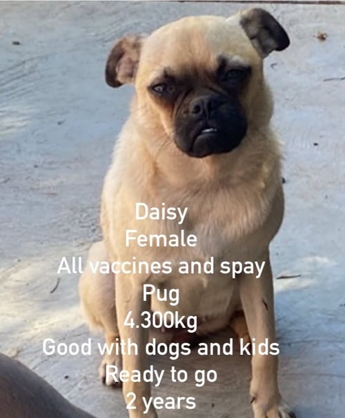DAISY FROM MEXICO - Pug available for adoption