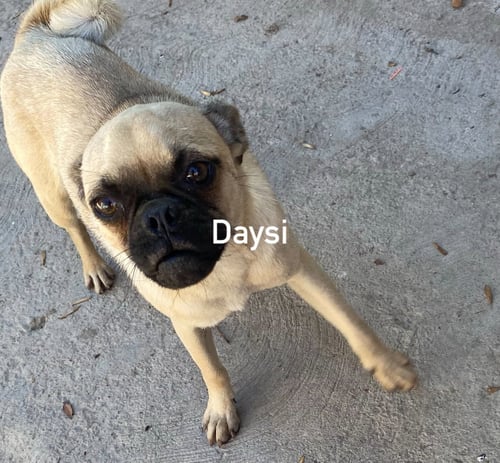DAISY FROM MEXICO - Pug available for adoption