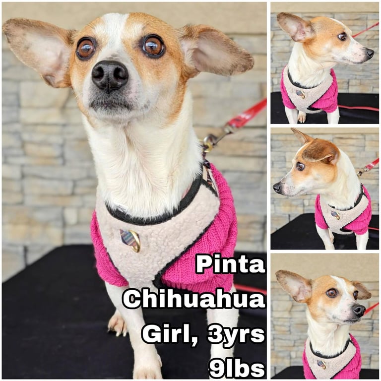 Pinta from Mexico Image