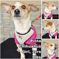 Pinta from Mexico - Photo 1