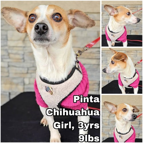 PINTA FROM MEXICO