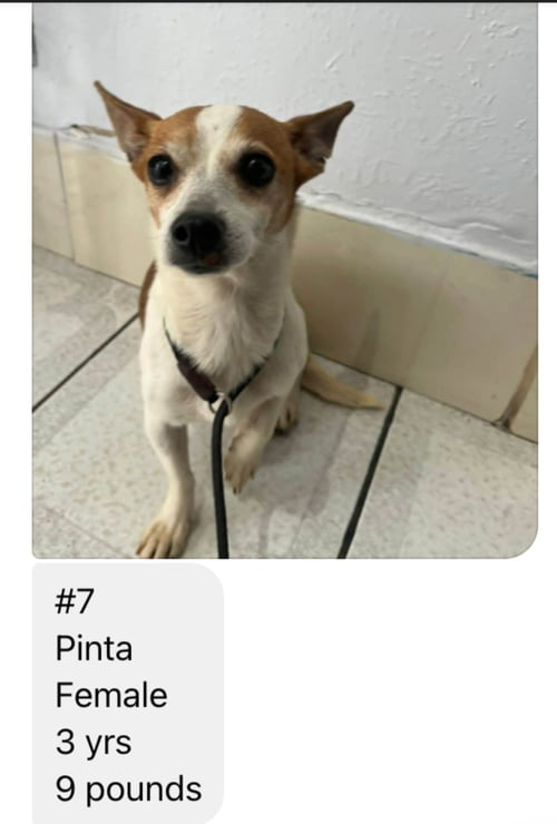 PINTA FROM MEXICO - Chihuahua available for adoption