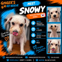 Snowy from Korea - Photo 1