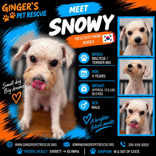 SNOWY FROM KOREA - Maltese / Terrier available for adoption