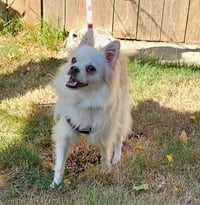 Enzo from Korea - Photo 3