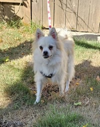 Enzo from Korea - Photo 5