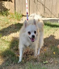 Enzo from Korea - Photo 4