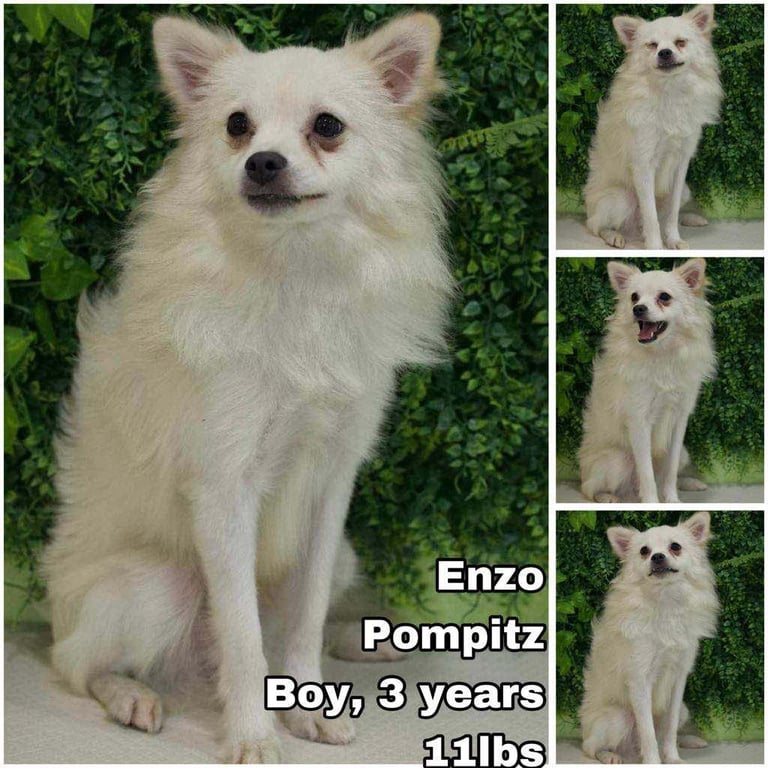 Enzo from Korea Image