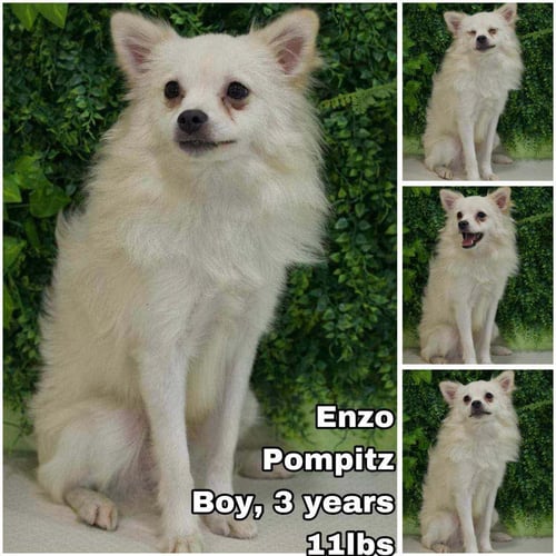 ENZO FROM KOREA - Pomeranian / Spitz available for adoption