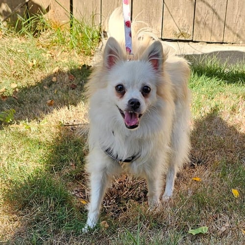 ENZO FROM KOREA - Pomeranian / Spitz available for adoption
