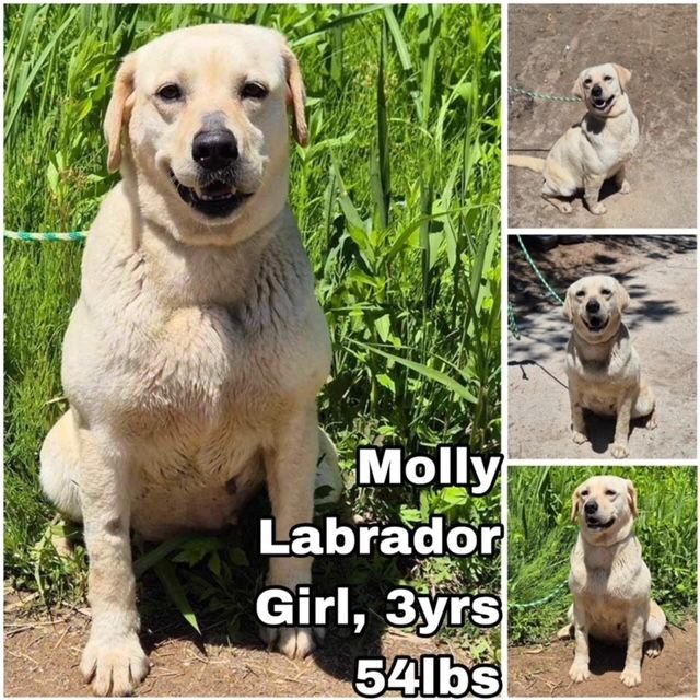 Molly from Korea Image