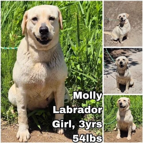 MOLLY FROM KOREA - Labrador Retriever available for adoption