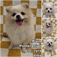 Pixie from Korea - Photo 1