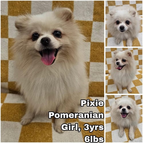 PIXIE FROM KOREA - Pomeranian for adoption in Federal Way