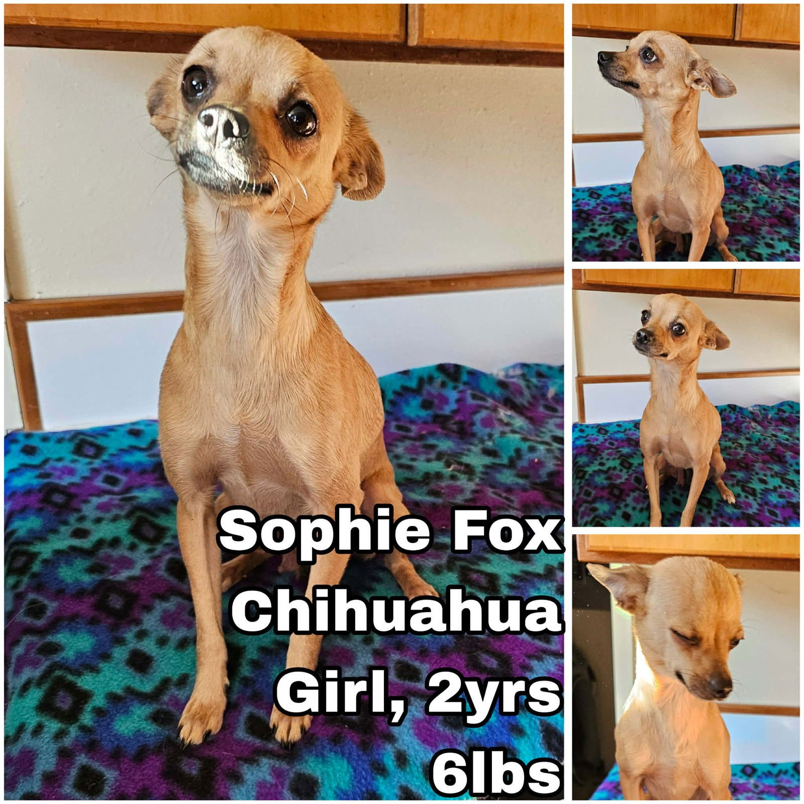 SOPHIE FOX - Chihuahua available for adoption