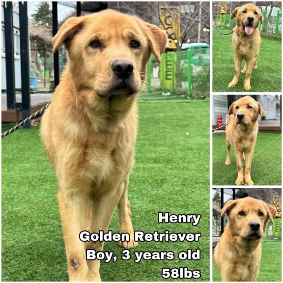 Henry from Korea Image