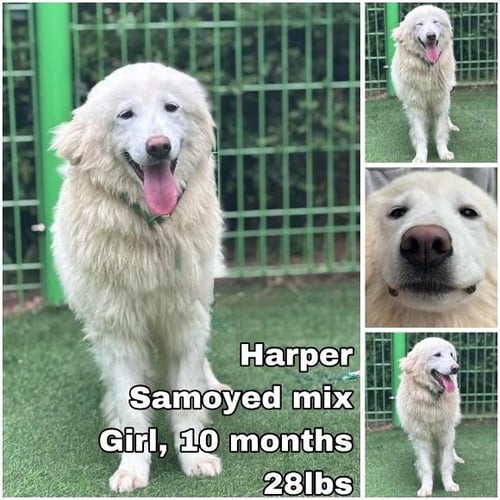 HARPER FROM KOREA - Samoyed available for adoption