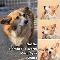 Dottie from Korea - Photo 1