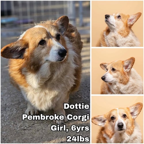 DOTTIE FROM KOREA