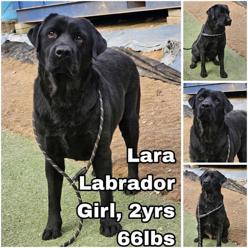 LARA FROM KOREA - Labrador Retriever available for adoption