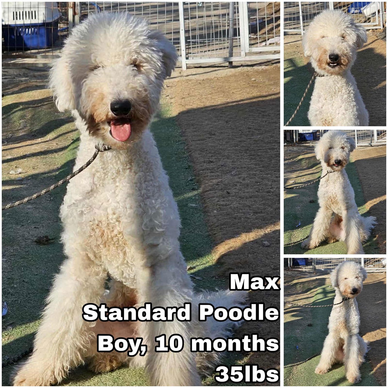 MAX FROM KOREA - Poodle (Standard) available for adoption