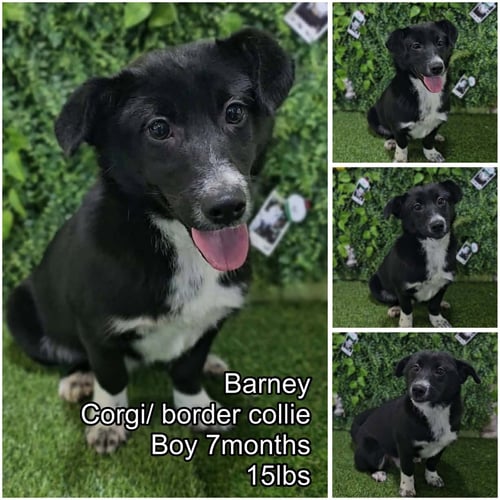 BARNEY FROM KOREA - Corgi / Border Collie available for adoption