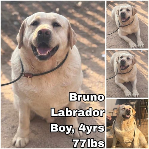 BRUNO FROM KOREA - Labrador Retriever available for adoption