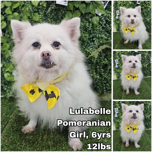 LULABELLE FROM KOREA - Pomeranian available for adoption