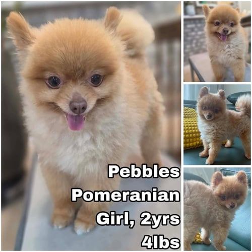 PEBBLES FROM KOREA - Pomeranian available for adoption