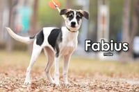 Fabius from Taiwan - Photo 6