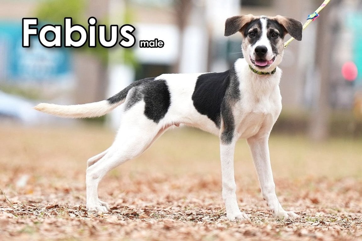 Fabius from Taiwan Image