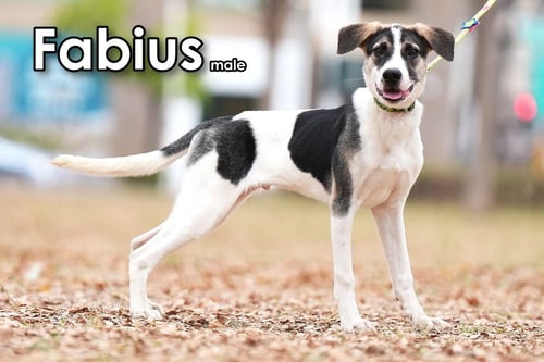 FABIUS FROM TAIWAN - Mountain Dog available for adoption