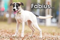 Fabius from Taiwan - Photo 3
