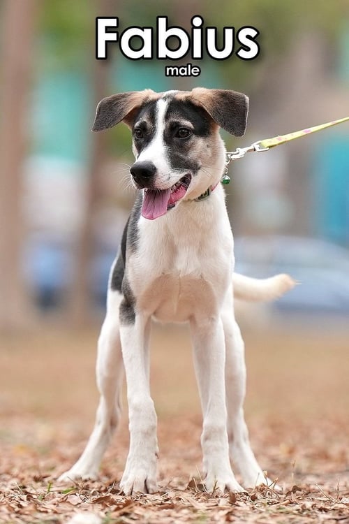 FABIUS FROM TAIWAN - Mountain Dog available for adoption