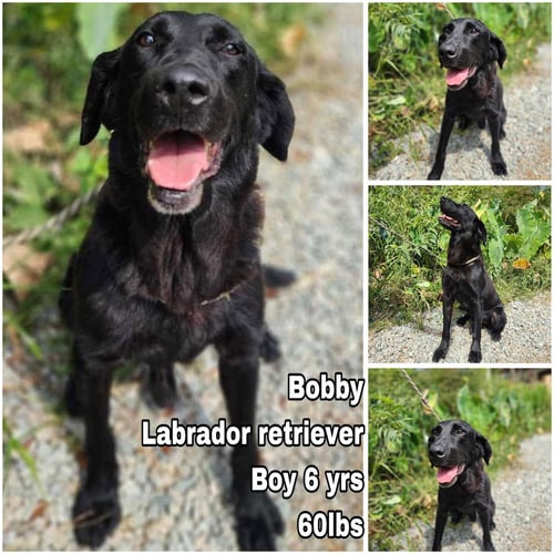 BOBBY FROM KOREA - Labrador Retriever available for adoption