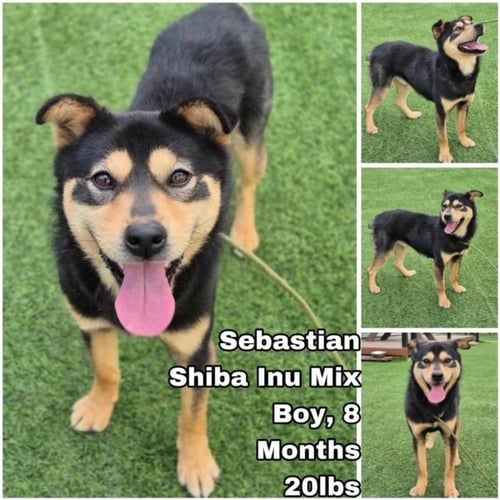 SEBASTIAN FROM KOREA - Shiba Inu available for adoption