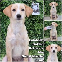 Lulabelle from Korea - Photo 1