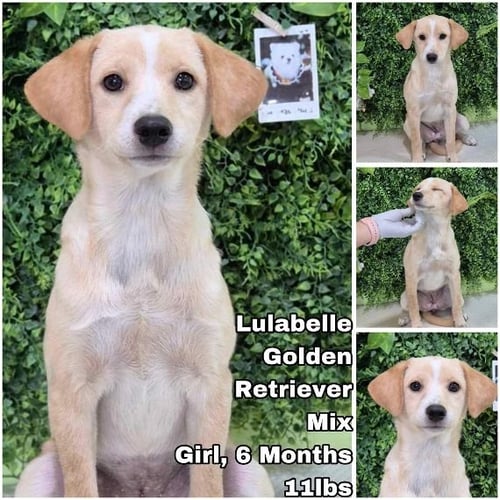 LULABELLE FROM KOREA - Golden Retriever for adoption in Tacoma