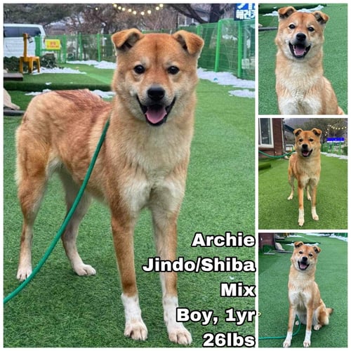 ARCHIE FROM KOREA - Jindo (Korean) / Shiba Inu available for adoption