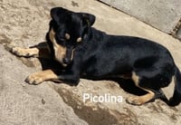 Picolina from Mexico - Photo 5