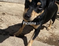 Picolina from Mexico - Photo 3