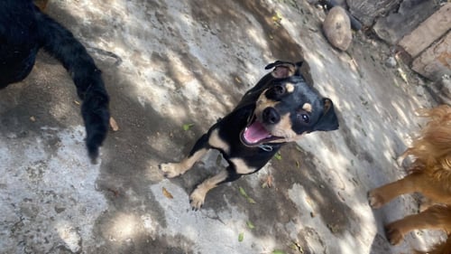 PICOLINA FROM MEXICO - Chihuahua / Dachshund available for adoption